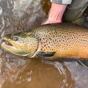 Meet your Posher, Luke